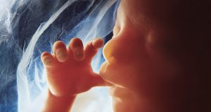 alt="image showing human foetus"