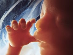alt="image showing human foetus"